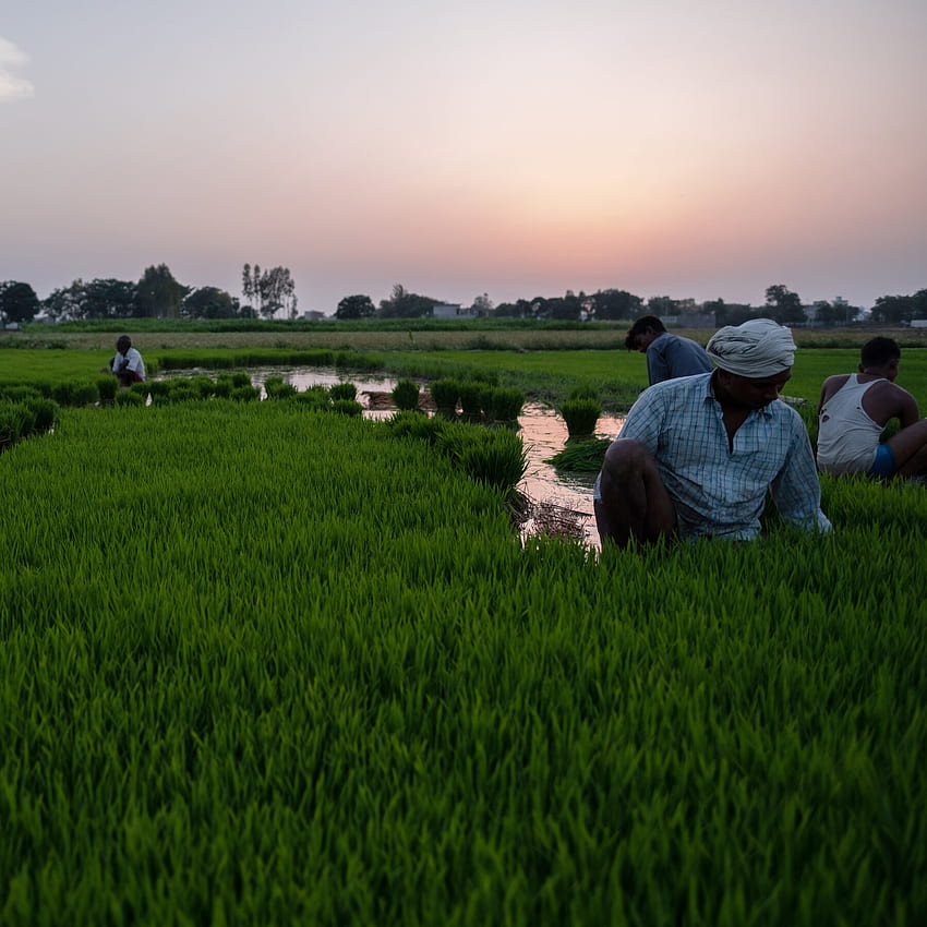 봉쇄가 아버지를 죽였다': 농부의 자살로 인도의 바이러스 불행, 인도 농업에 추가 HD 전화 배경 화면