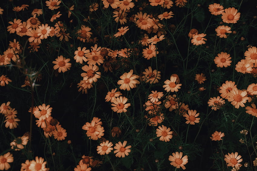 manzanilla, flores, flor fondo de pantalla