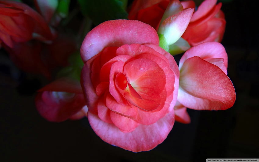 Pink Rose, tallo, suave, rosa, día, pétalos, flor, capas, hinchada, naturaleza, cálido fondo de pantalla