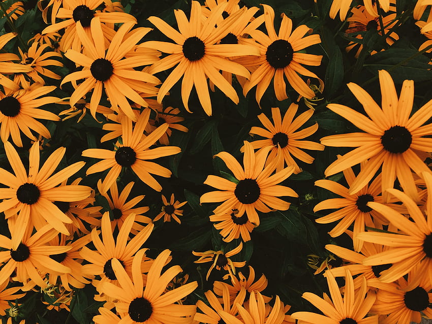Blumen, Blumenbeet, Blumenbeet, Lot, Rudbekia, Rudbeckia HD-Hintergrundbild