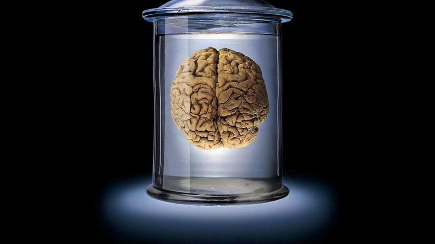cerebro, vaso, marrón, azul, negro, banco fondo de pantalla