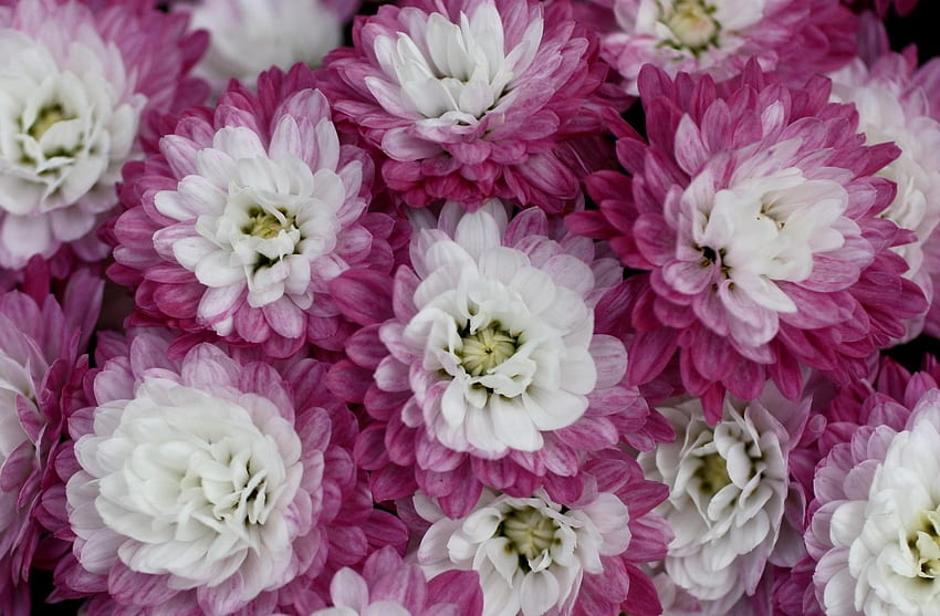 fleurs, chrysanthème, pétales, gros plan, bicolore, bicolore Fond d'écran HD