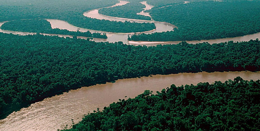 rio, Amazonas, Selva, Brésil / et arrière-plan mobile Fond d'écran HD