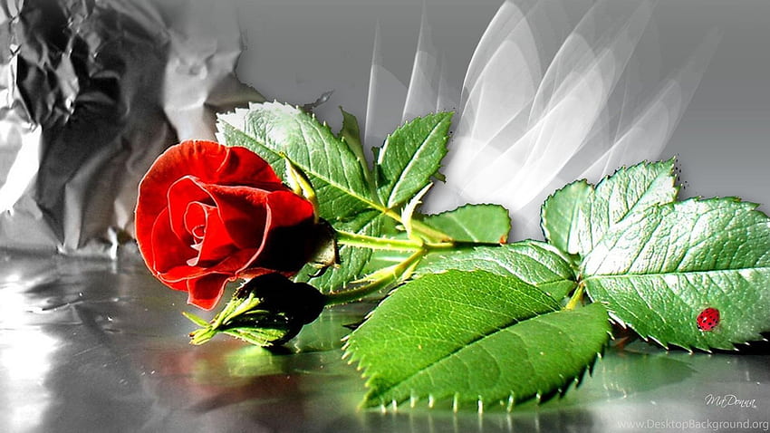Single Red Rose All New Background HD wallpaper | Pxfuel