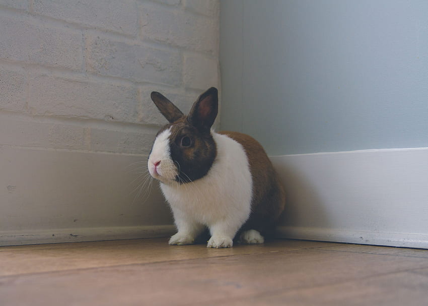 Animals, Nice, Sweetheart, Ears, Rabbit HD wallpaper