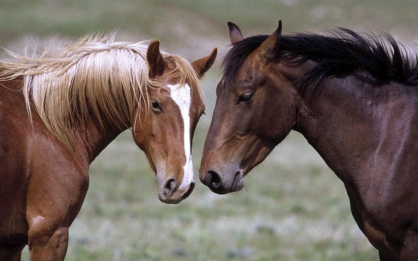 Animals, Horses, Couple, Pair, Color, Head HD wallpaper