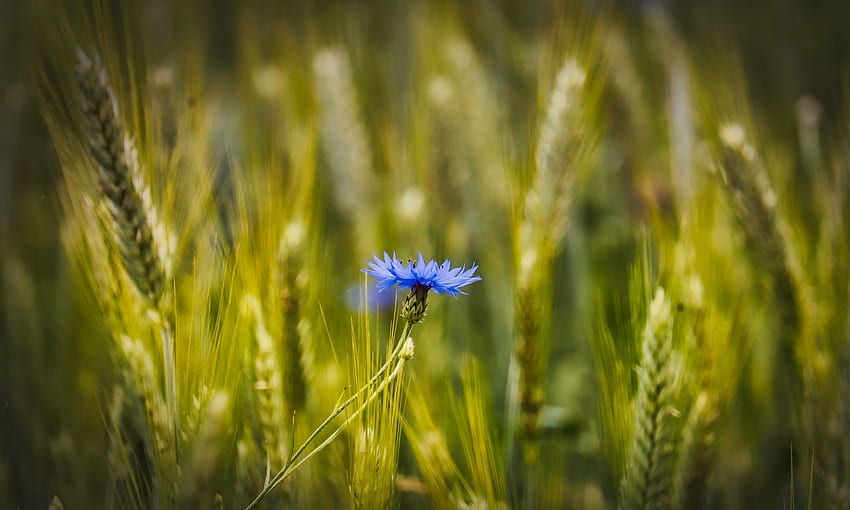 Blue, conflower, wheat farm, blur HD wallpaper