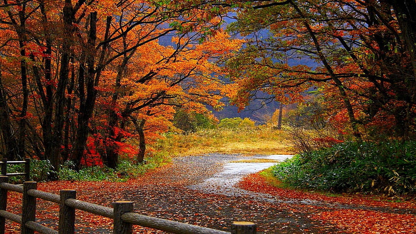 Autumn Computer Background, Maine Forest HD wallpaper
