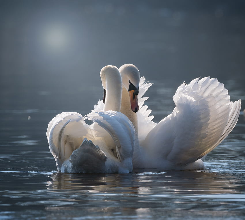 White, swan pair, birds HD wallpaper