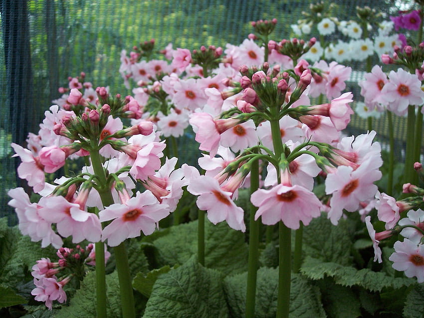 Nice primrose, pink, multiply, primrose, primula, pretty, nature, flowers, perennial HD wallpaper