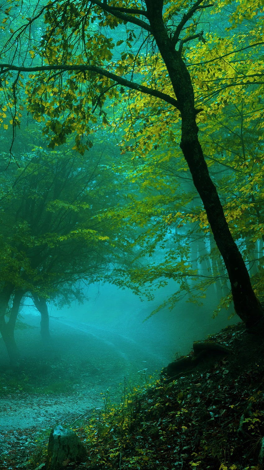 Las, teren leśny Tapeta na telefon HD