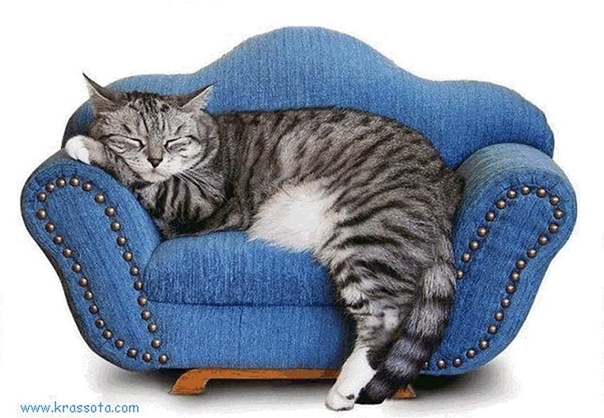 Descansando no sofá, animal, gatinho, descanso, gato, sofá, felino, animal de estimação papel de parede HD