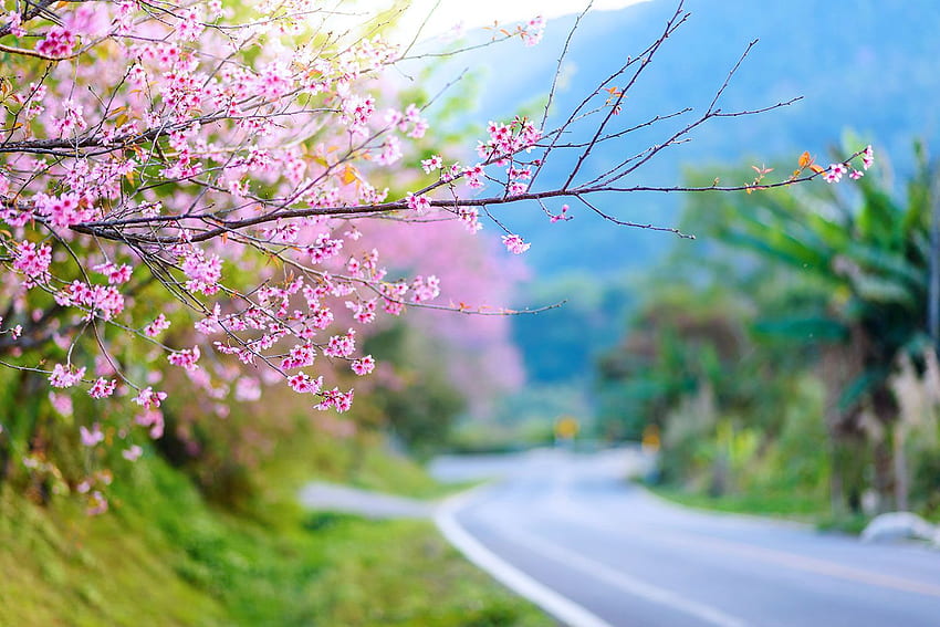 ดอกซากุระริมถนนเพื่อการตกแต่ง Zen Cherry Blossom วอลล์เปเปอร์ HD