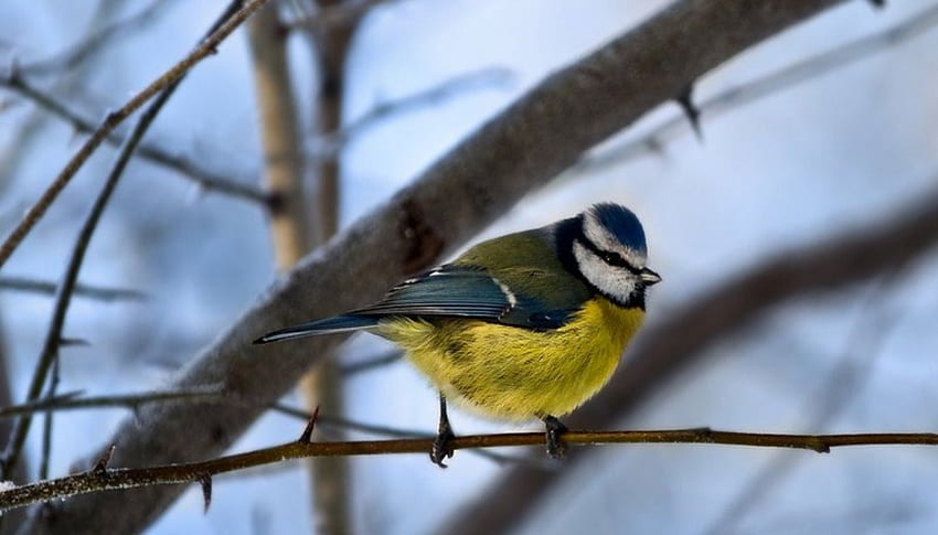 Uccello su un ramo, inverno, uccelli, graphy, tette, carino, freddo, animali, natura Sfondo HD
