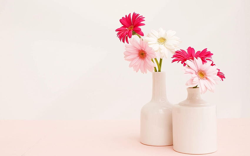 gerbera, fiore, vaso, bianco, luce, fermo, vita / e mobile Sfondo HD