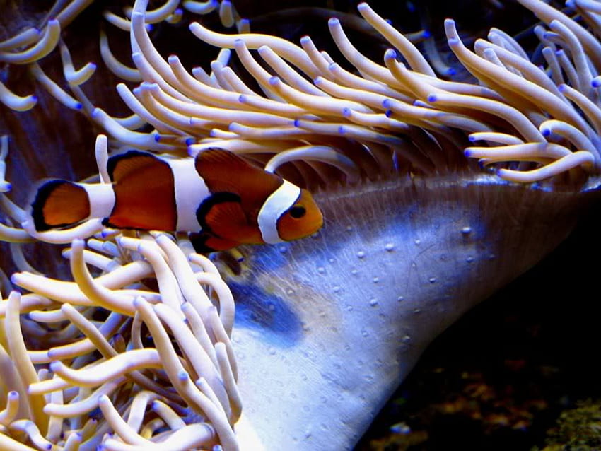 Clown Fish and Anemones, sealife, fish, orange, anemones HD wallpaper
