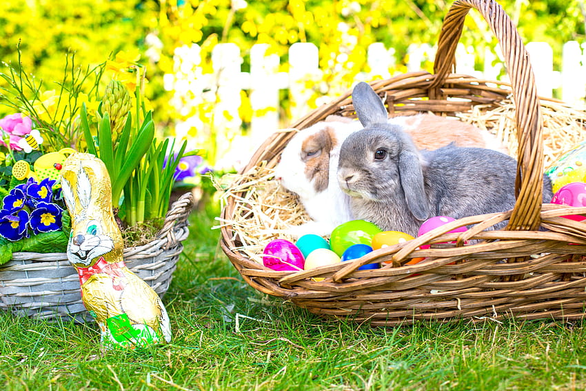 Feiertage, Ostern, Hasen, Primeln, Weide, Korb, Eier, Tiere und mobiler Hintergrund HD-Hintergrundbild
