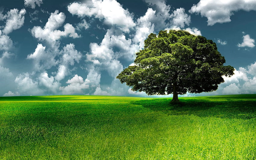 Natura, trawa, niebo, chmury, drewno, drzewo Tapeta HD
