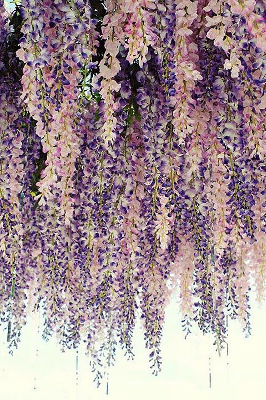 Design blog about architecture, interiors, fashion, graphics and all, Japanese Wisteria iPhone HD phone wallpaper