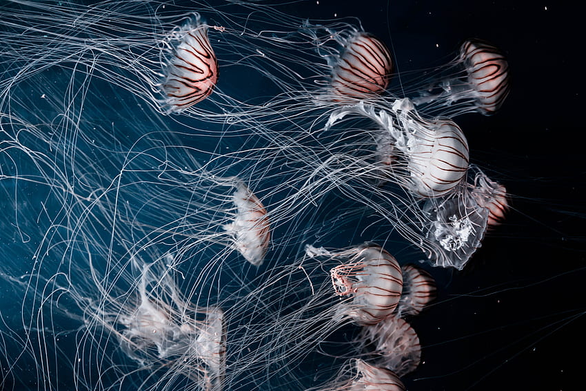 Animals, Jellyfish, Underwater World, To Swim, Swim, Tentacles HD wallpaper