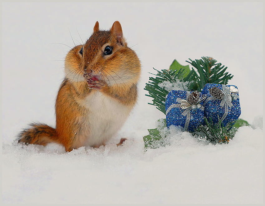 Natal untuk semua orang, garis-garis, pipi penuh, tupai, hadiah, coklat hitam dan putih, salju Wallpaper HD