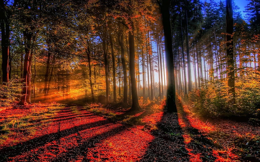 Maple forest light and shadow HD wallpaper | Pxfuel
