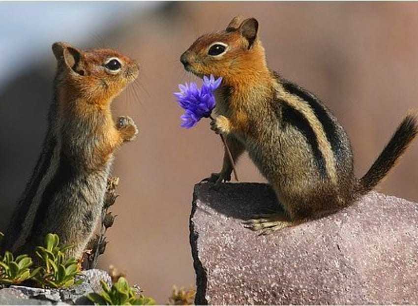 Will You Marry Me, cool, amazing, , animals HD wallpaper