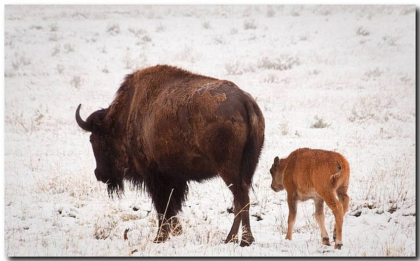Bison calf & Mother, animal, calf, bison, mother HD wallpaper
