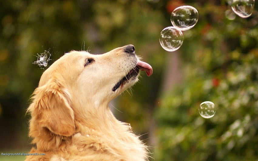 Cute, Labrador, Retriever, Dogs, High, Definition - Golden, Labrador Puppies  HD wallpaper | Pxfuel