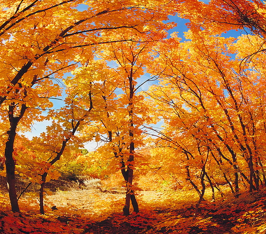 Golden arches, arches, sunlight, trees, orange, gold HD wallpaper