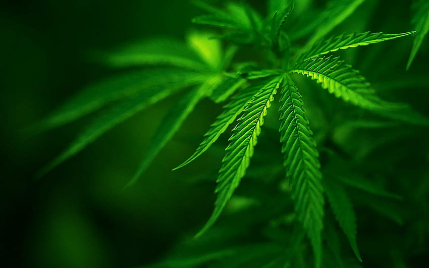 Grass marijuana dope bud Mary Jane ditchweed . HD wallpaper