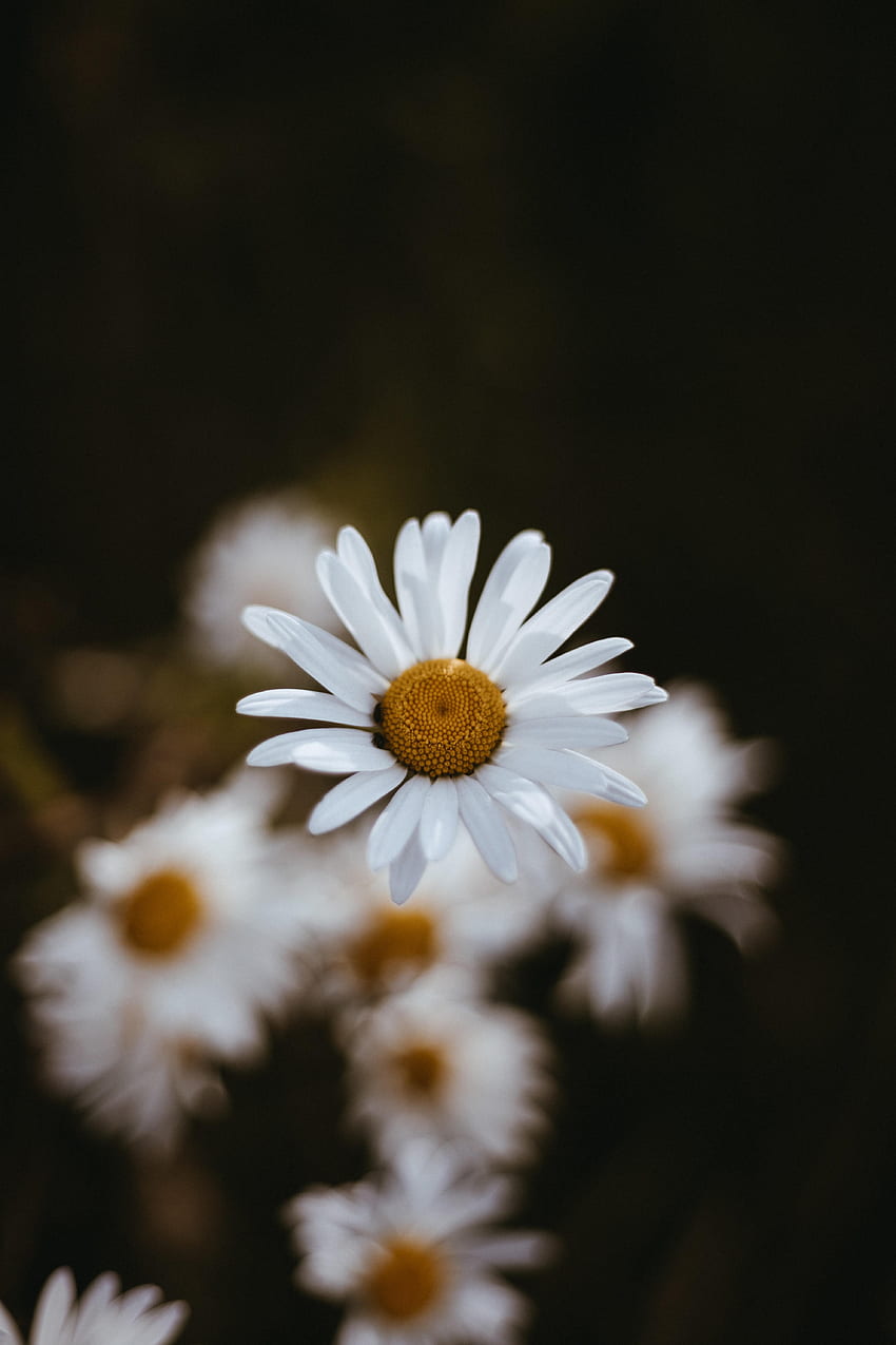 Flowers, Camomile, Macro, Petals, Focus, Chamomile HD phone wallpaper ...