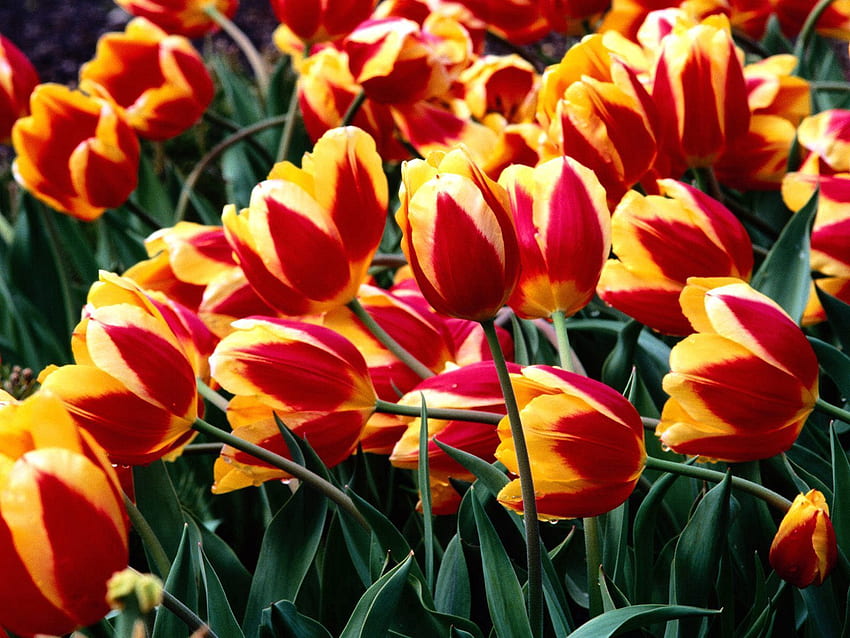 Blumen, Tulpen, Tropfen, Grüns, Blumenbeet, Blumenbeet, Frische, gesprenkelt, bunt HD-Hintergrundbild