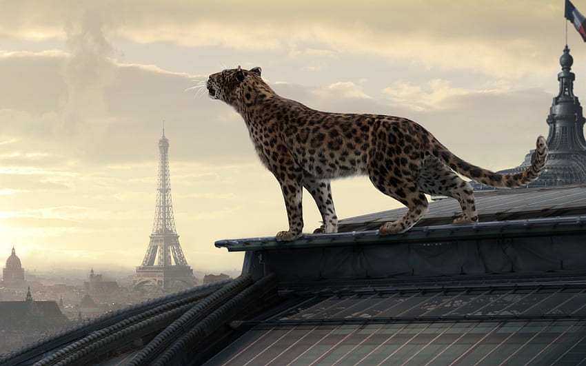 :), leopar, paris, büyük kedi, ekle, ticari, cartier, hayvan, fransa, çatı, eiffel turu HD duvar kağıdı