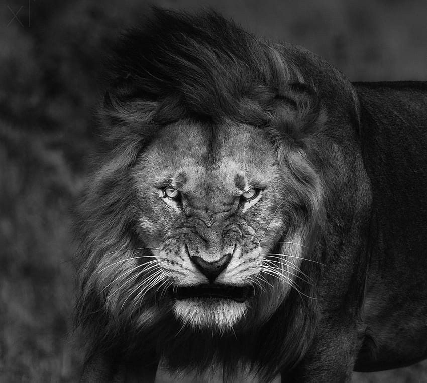 nature, Lion, Big Cats, Fury, Angry, Portrait, Monochrome, Animals, King / and Mobile Background HD wallpaper
