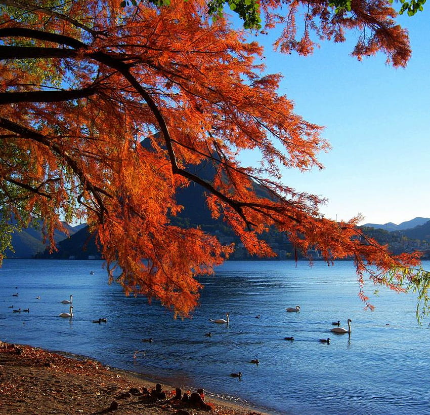 湖に落ちる、葉、鳥、湖、秋 高画質の壁紙