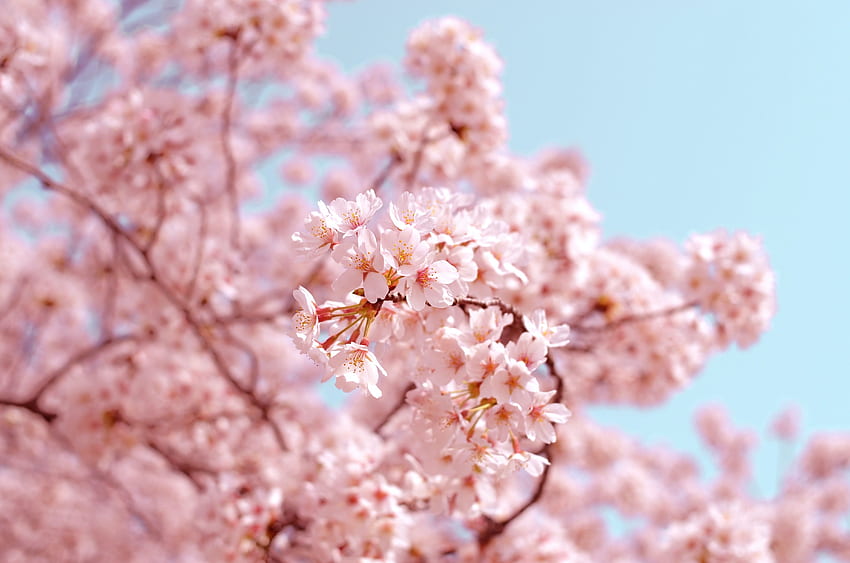 Cherry Blossom : [HQ], Michigan Spring HD wallpaper