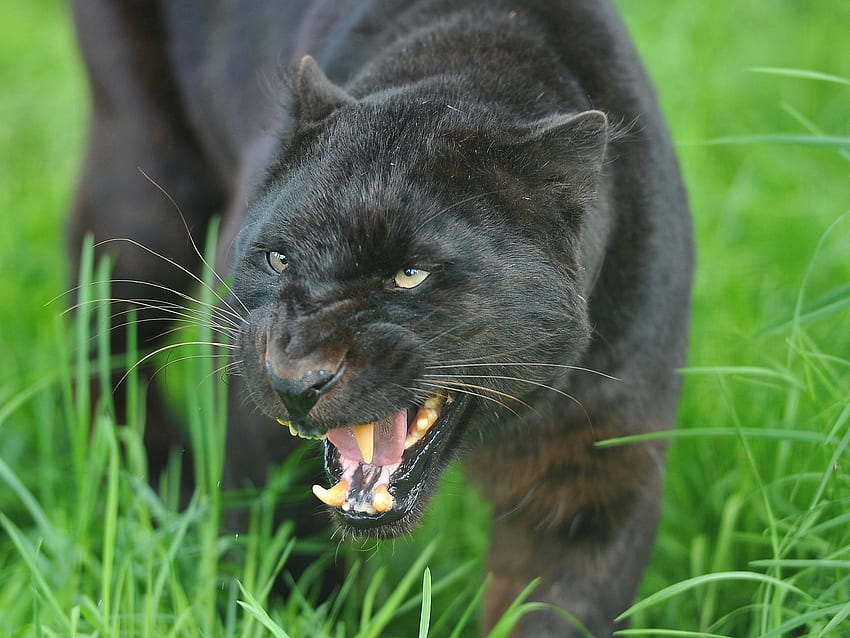 สัตว์ ความก้าวร้าว ยิ้ม ปากกระบอกปืน นักล่า แมวตัวใหญ่ เสือดำ วอลล์เปเปอร์ HD