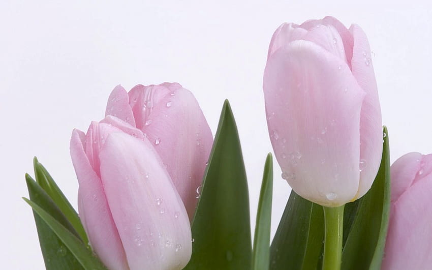tulip segar, kabut, merah muda, bunga Wallpaper HD