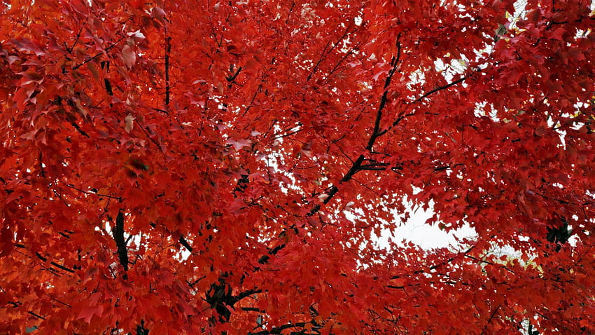 Море от червено, есенна зеленина, есенна зеленина, червена зеленина, червено дърво, червена есен HD тапет