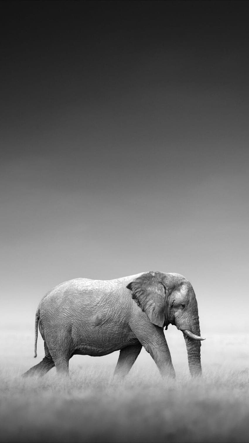 iPhone Schwarz-Weiß-Elefant, Boho-Indie-Elefant HD-Handy-Hintergrundbild