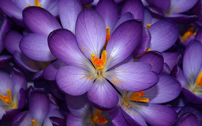 紫色のクロッカスの花自然 jpg で 高画質の壁紙