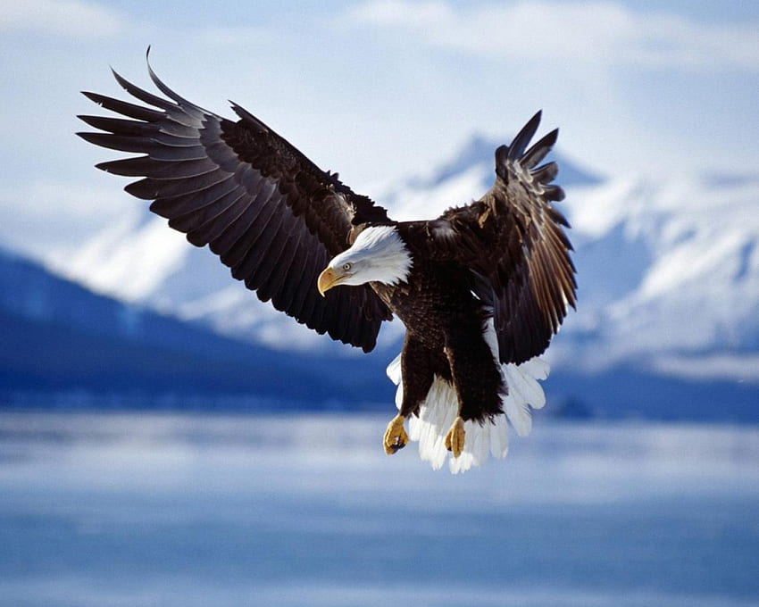Flying Eagle, animal, wings, bird, eagle, beach, lake, bald, 3d, snow, clouds, sky, mountains, water HD wallpaper