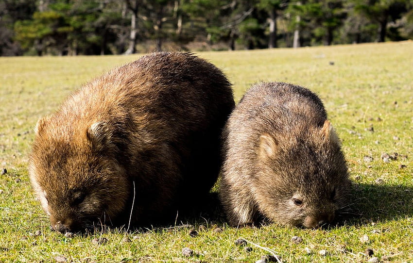 Australia, two, mammals, chord, marsupials, mom and baby, Wombat, dvortsovye, ambatovy for , section животные HD wallpaper