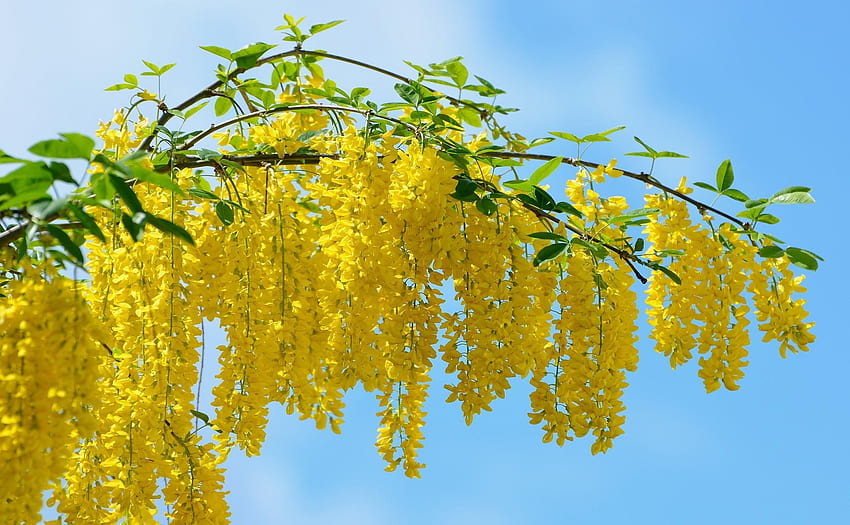 Flowers, Sky, Leaves, Branch, Clusters, Bunches, Sunny, Acacia HD wallpaper