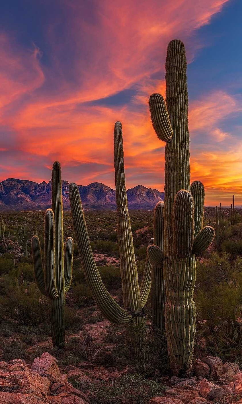 Cactus iPhone - Awesome, Desert HD phone wallpaper