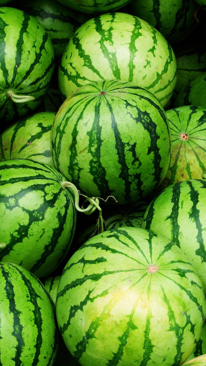 Watermelon là một trong những trái cây phổ biến và thơm ngon nhất trong thời tiết mùa hè. Hãy thưởng thức những bức ảnh tuyệt đẹp về trái cây này được chụp từ góc độ đầy nghệ thuật để đem lại sự tươi mới và mát lạnh trong không gian sống của bạn. 
