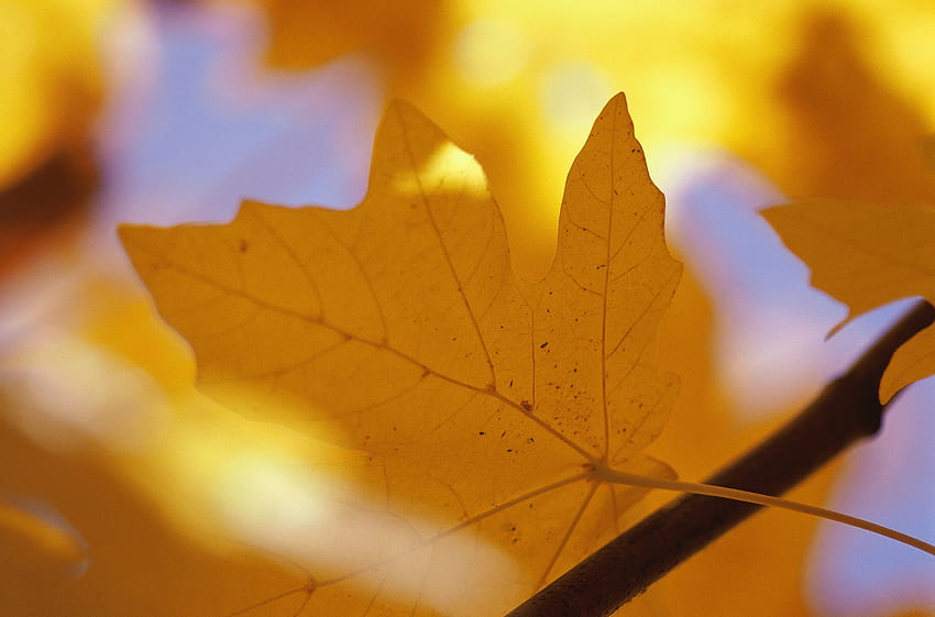 natureza, outono, folha, folha, ramo, maple, veias papel de parede HD