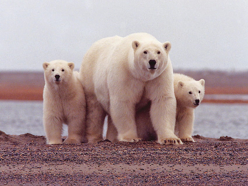 Polar Bear Family, morze, niedźwiedzie, niedźwiedź polarny, niedźwiedź, niedźwiedzie polarne, kamień Tapeta HD