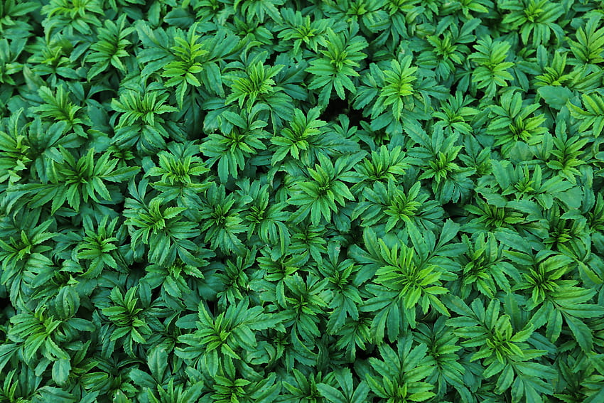 ธรรมชาติ ใบไม้ พุ่มไม้ พืช วอลล์เปเปอร์ HD